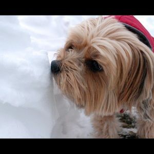 Meet your Posher, Bella